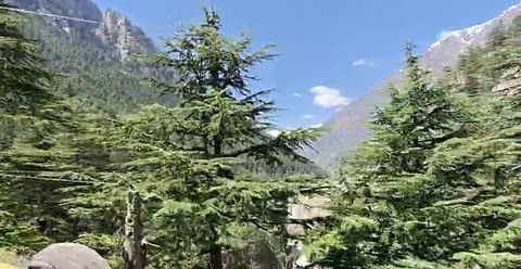 Cedar forest on a Himalayan path during tirtha bhraman.